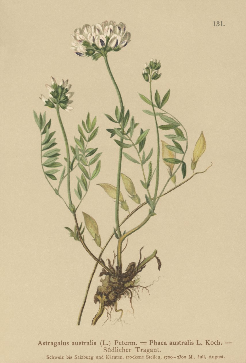 Astragalo indiano (Astragalus australis, Astragalus aboriginum, Phaca australis) da German School