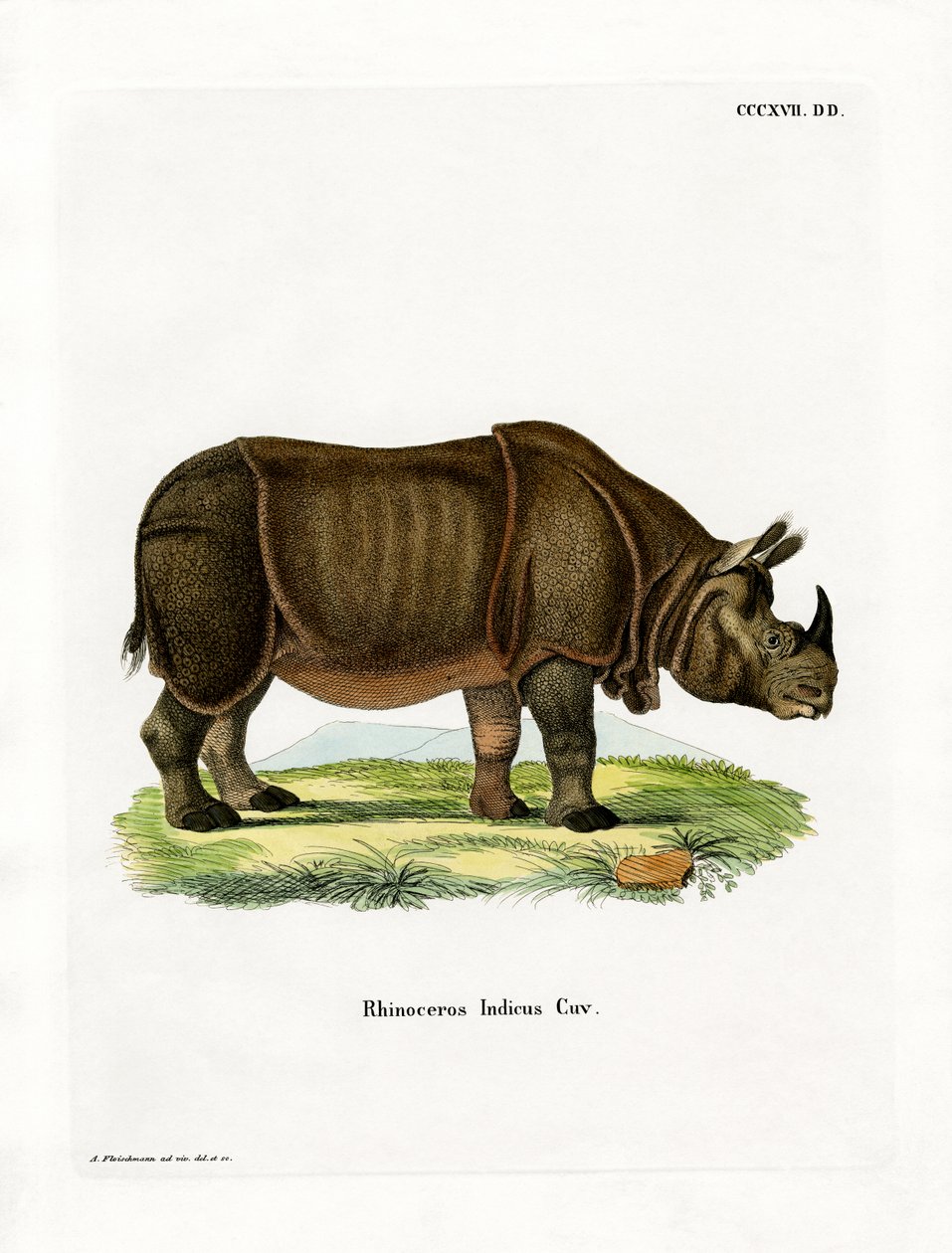 Rinoceronte indiano da German School