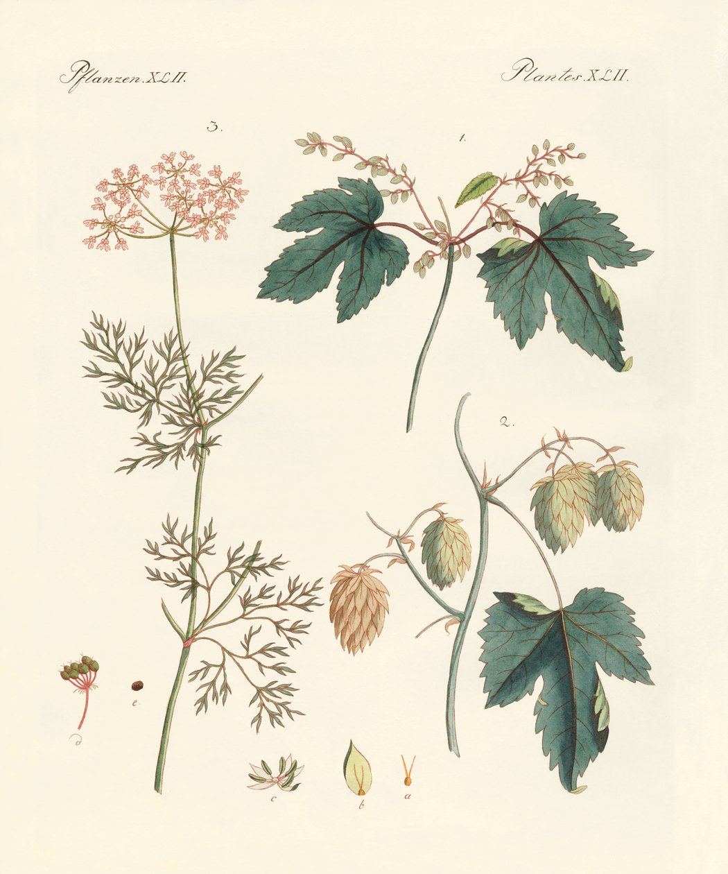 Piante aromatiche indigene da German School