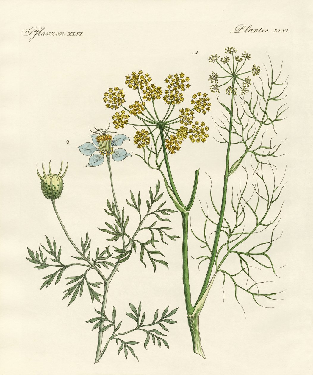 Piante di spezie indigene da German School