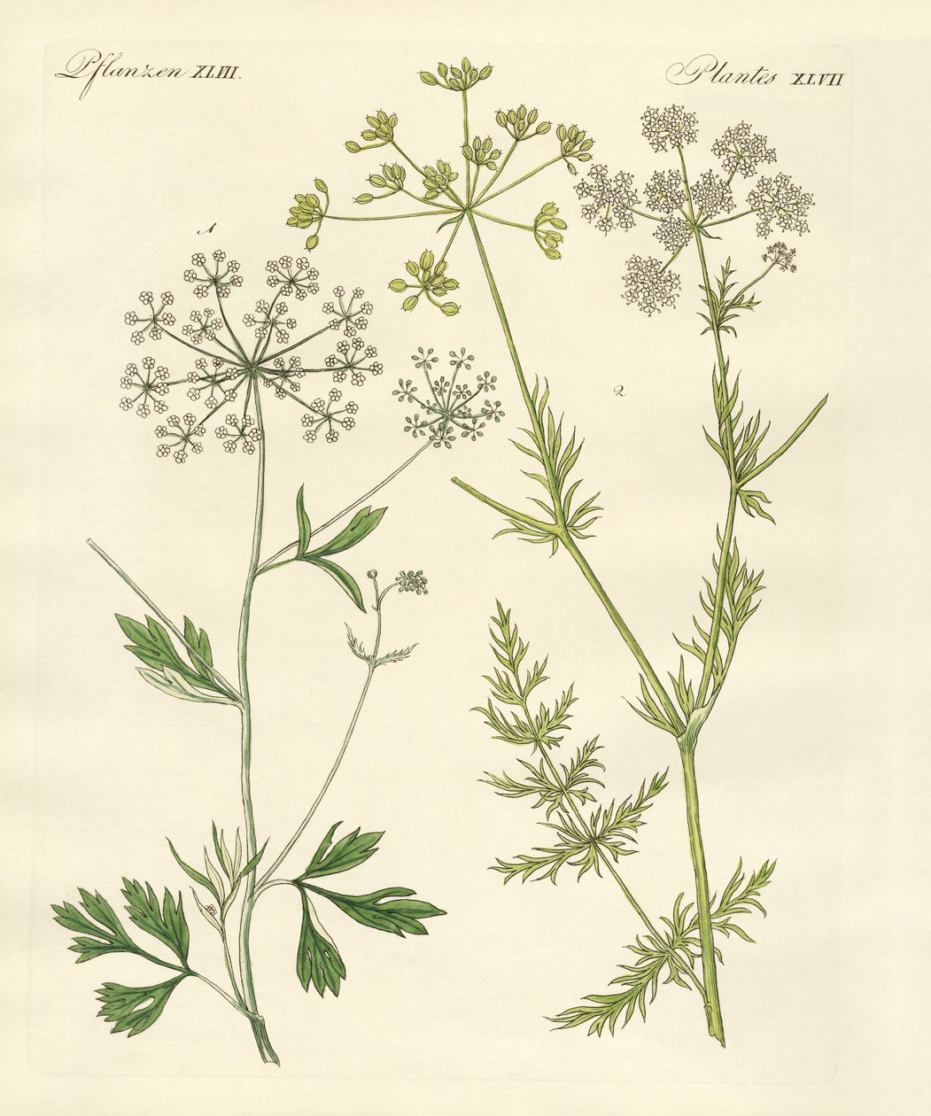 Piante di spezie indigene da German School