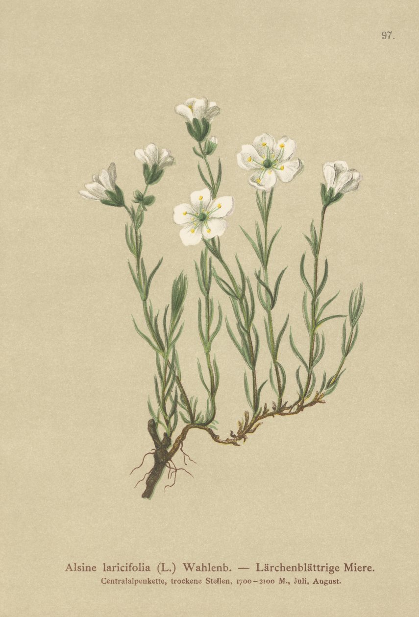 Alsine laricifolia da German School
