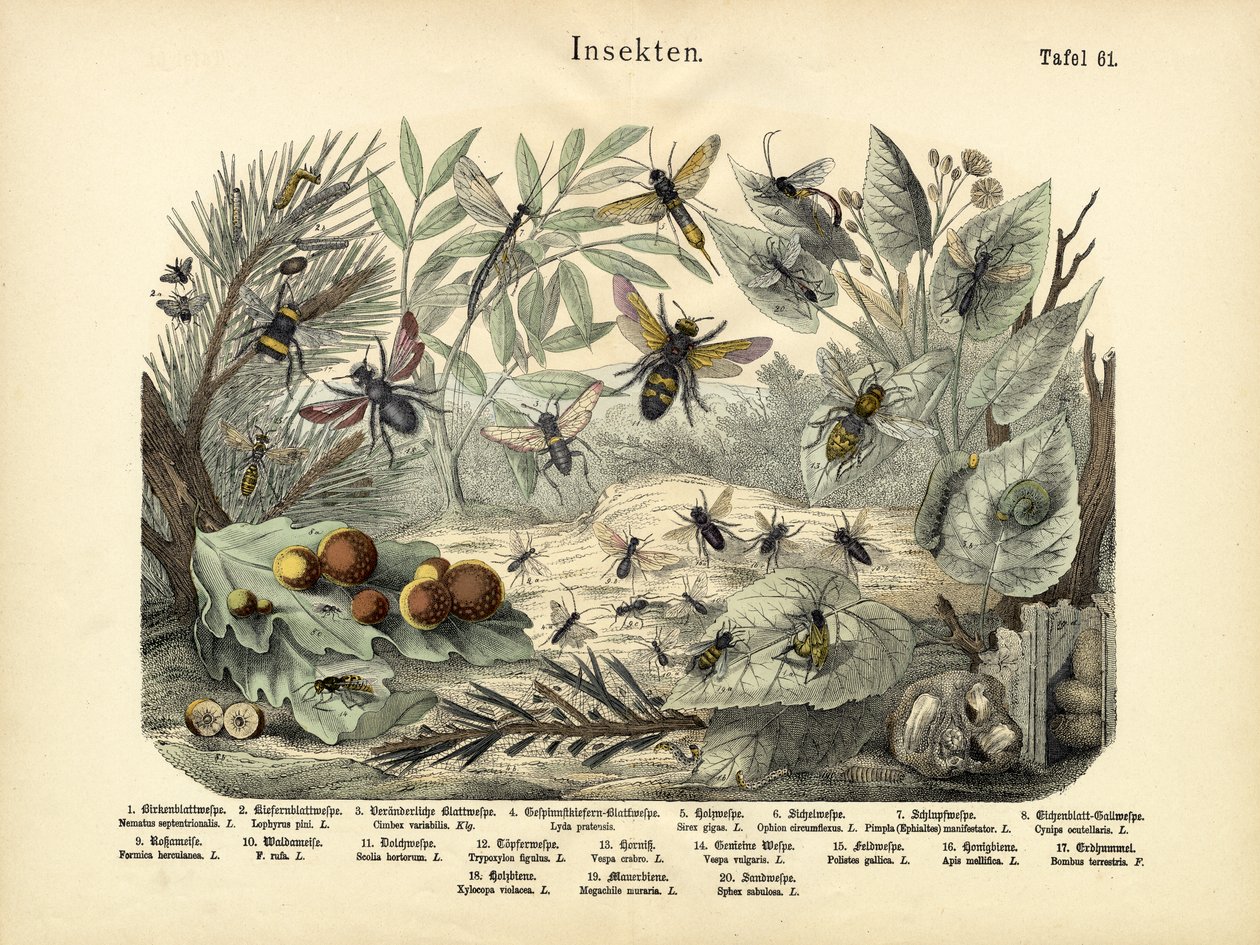 Insetti, c.1860 da German School