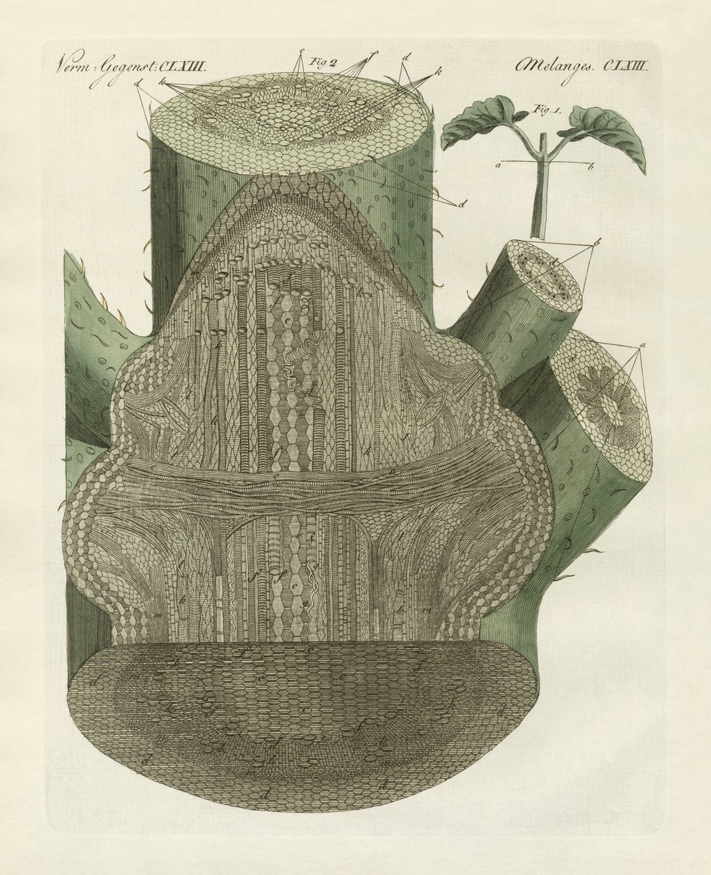 Foro interno della pianta di fagiolo comune (incisione colorata) da German School