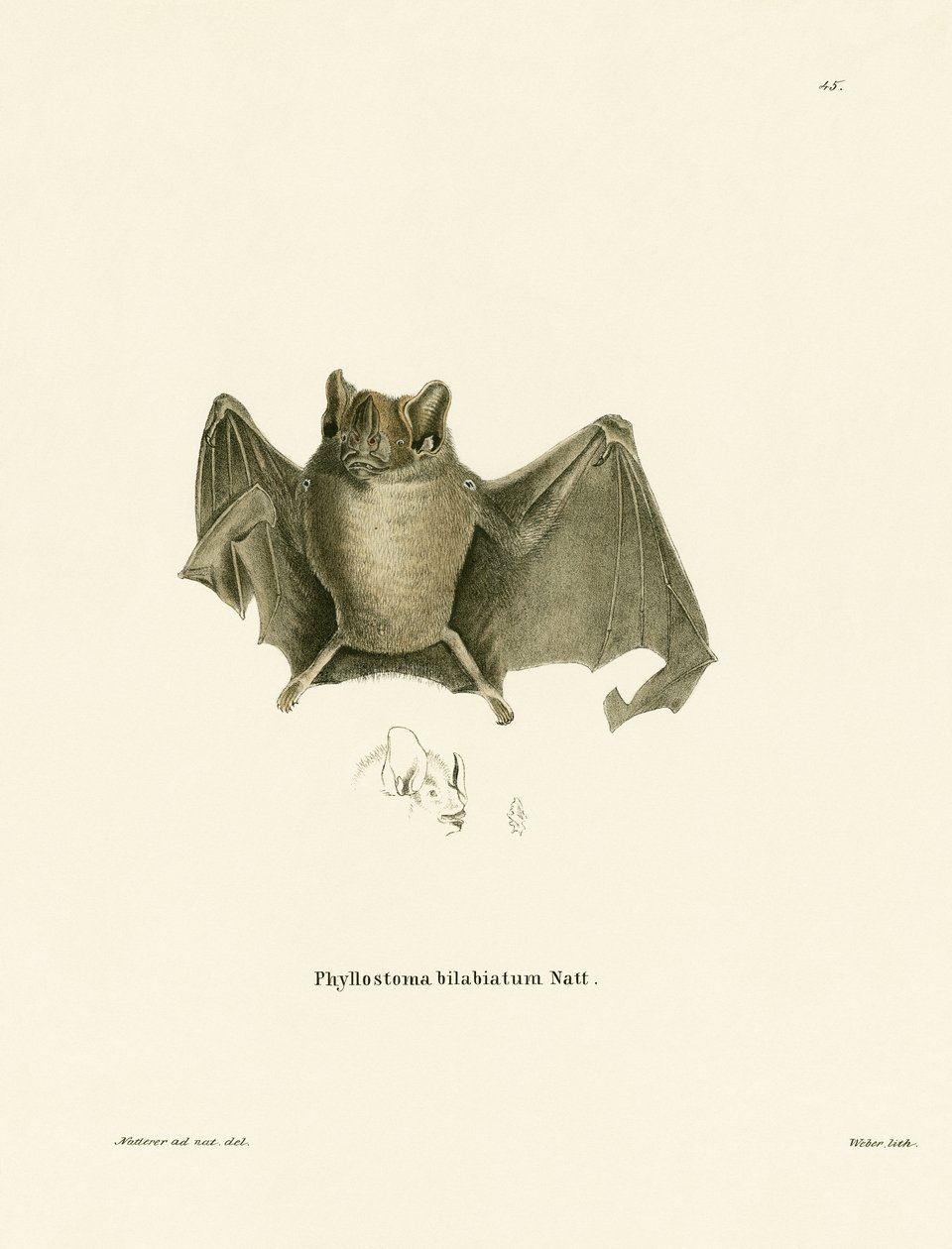 Pipistrello di Ipanema da German School