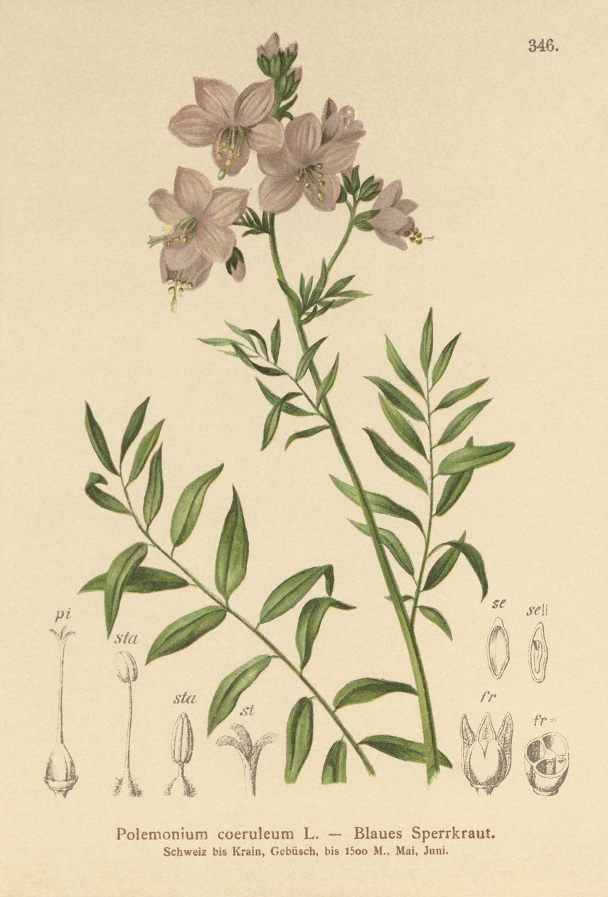 Scala di Giacobbe (Polemonium coeruleum, Polemonium caeruleum) da German School