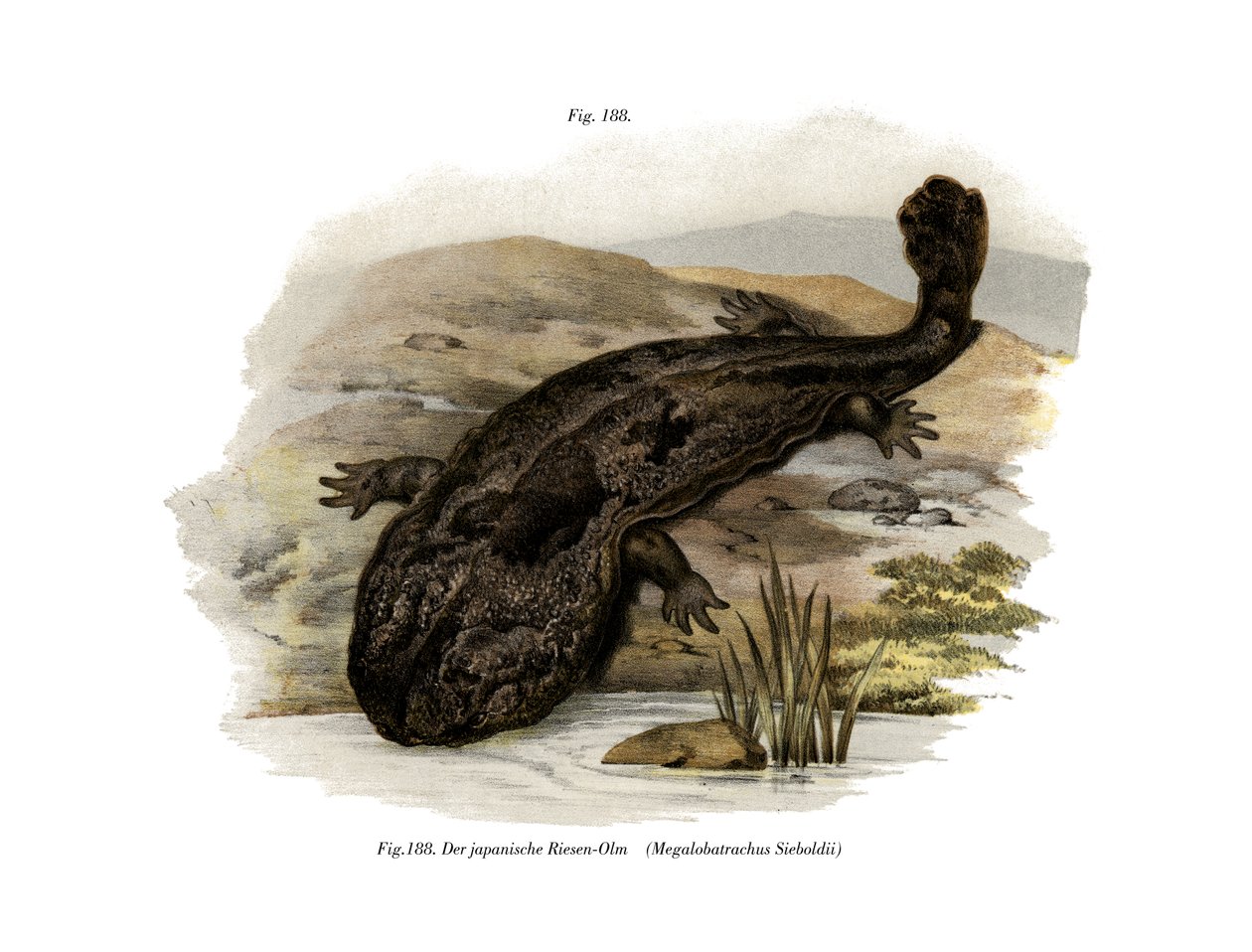 Salamandra gigante giapponese da German School