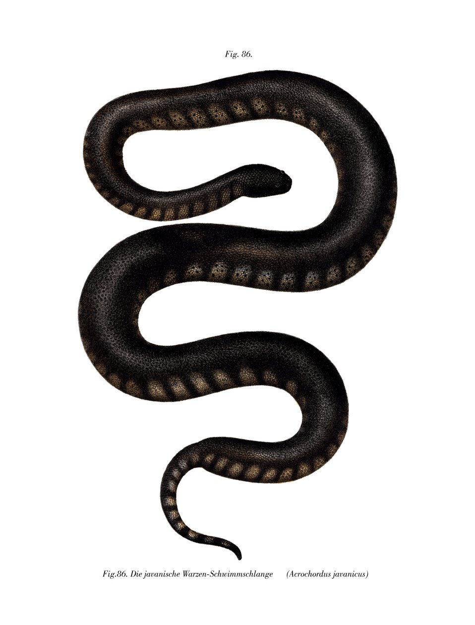 Serpente file di Giava da German School