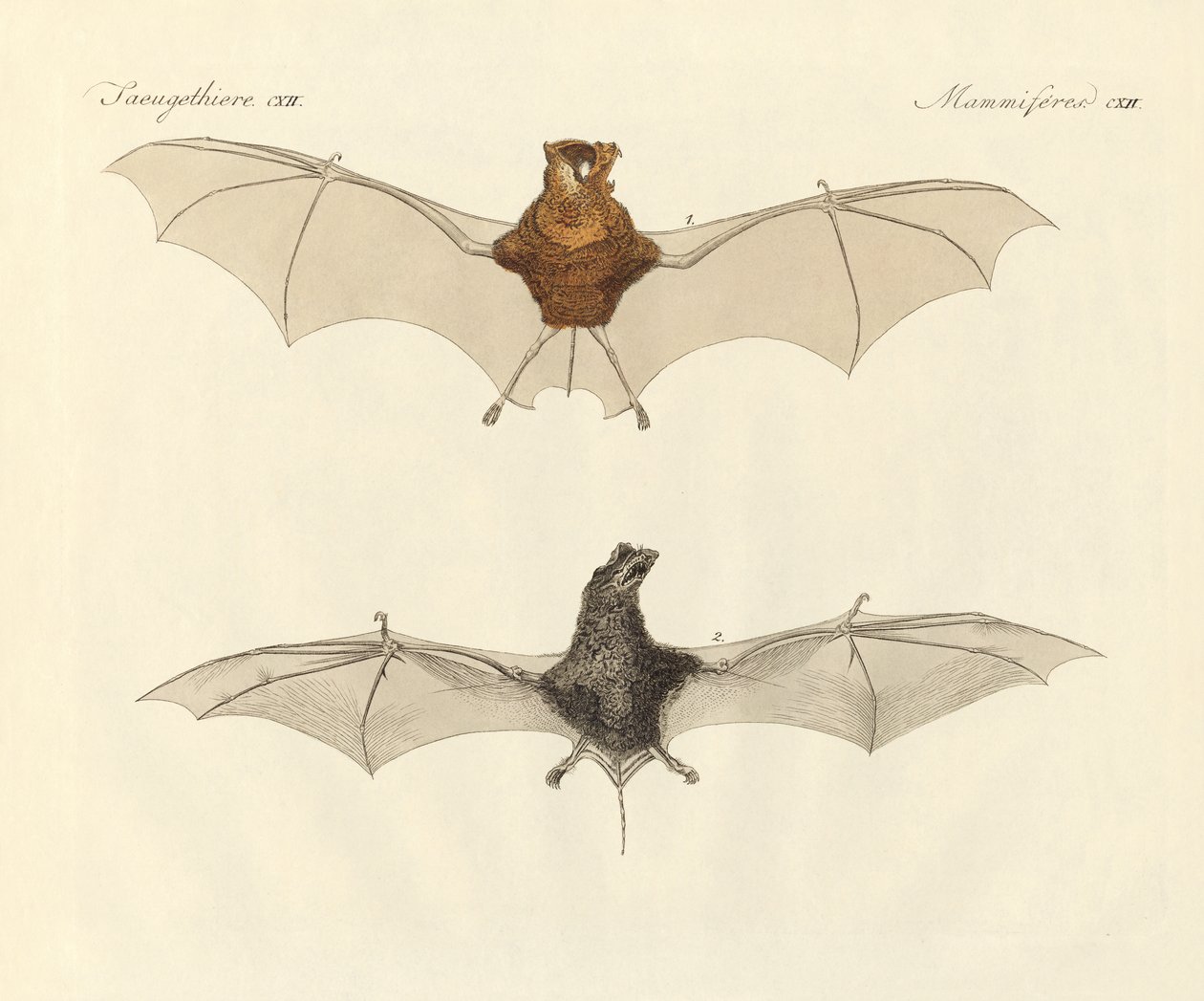 Pipistrelli giavanesi da German School