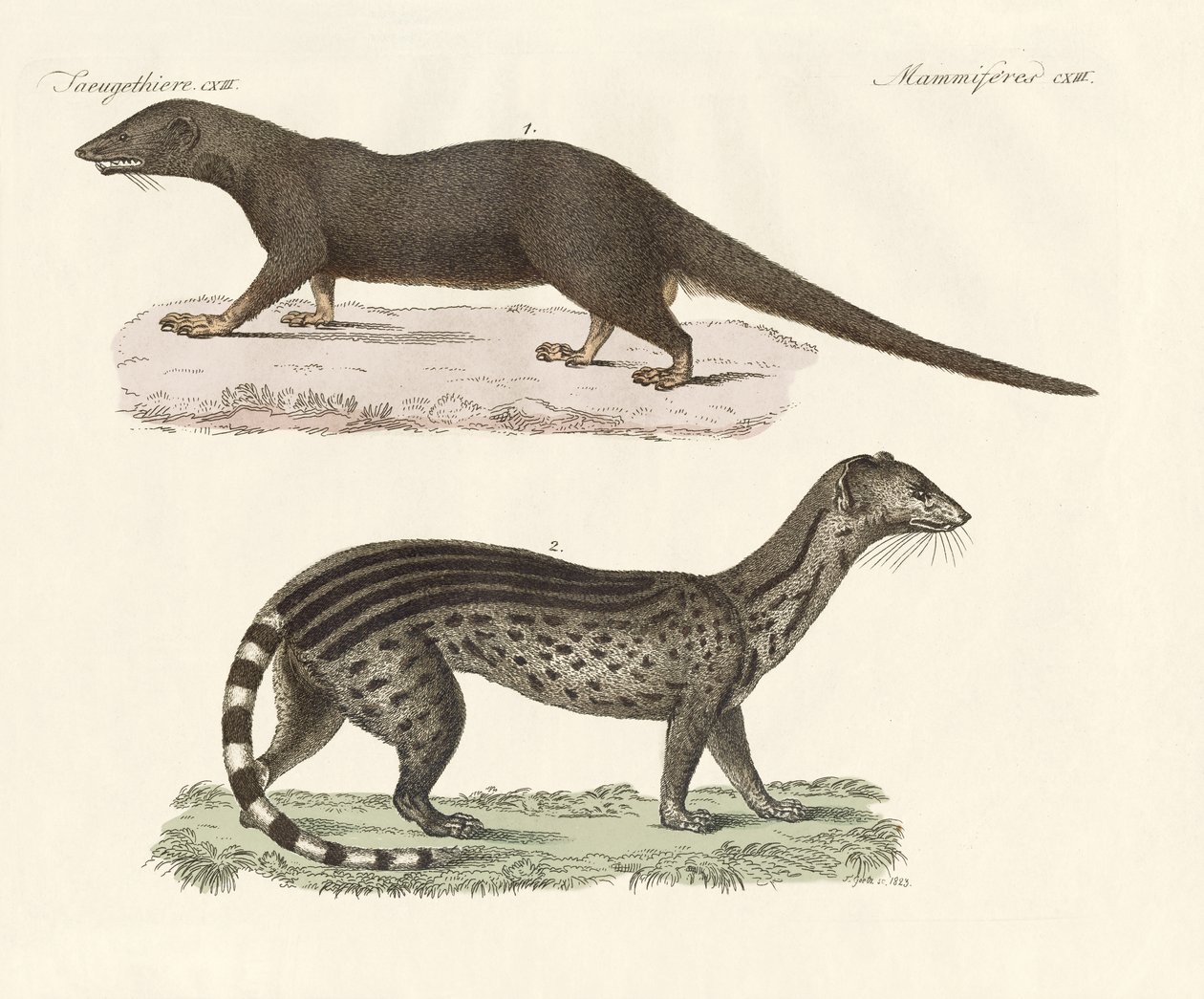 Predatori giavanesi da German School