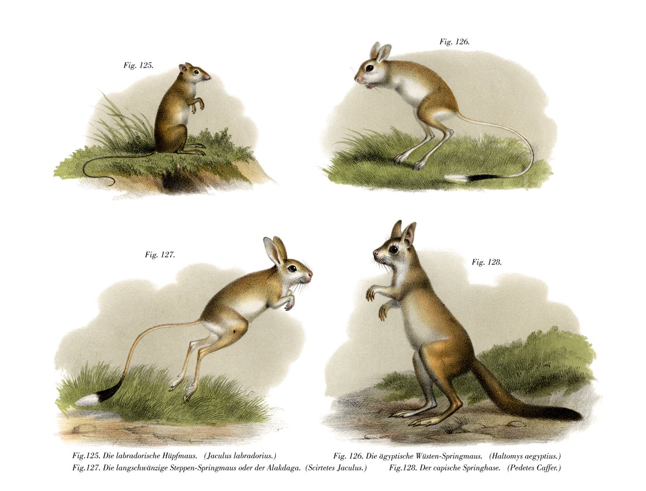 Jerboa, 1860 da German School