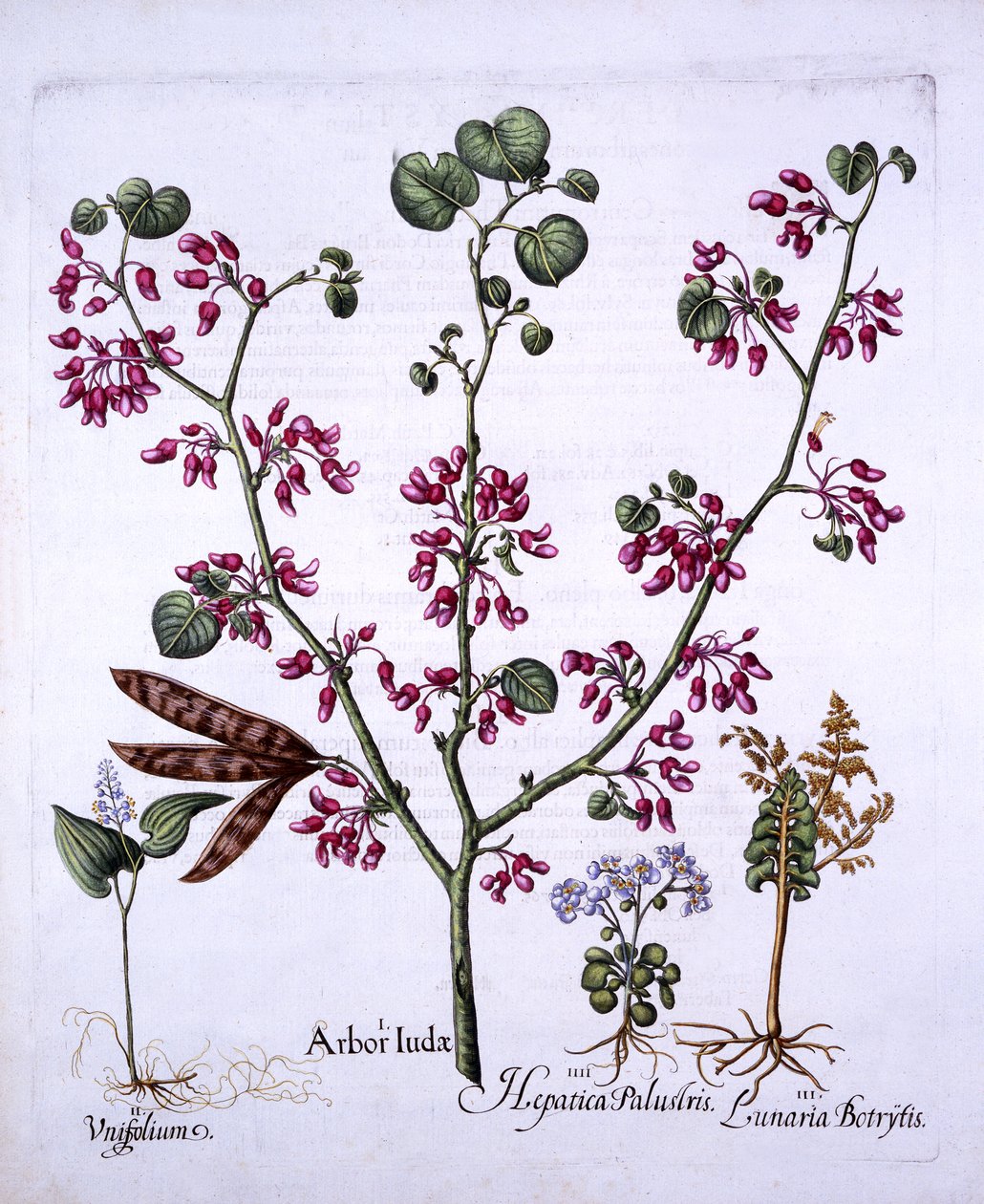 Albero di Giuda, Mughetto, Lunaria, Epatica, da Hortus Eystettensis, di Basil Besler, pub. 1613 da German School