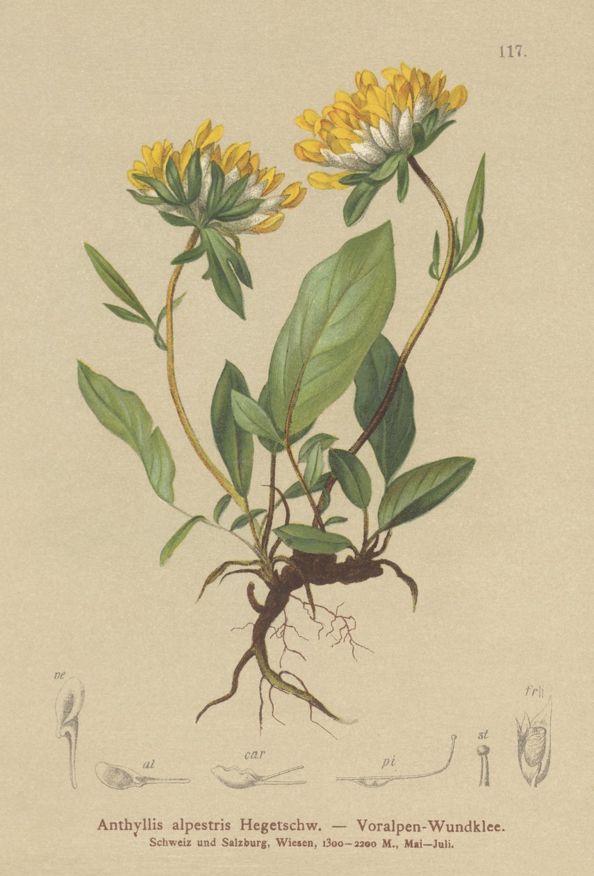 Vulneraria alpina (Anthyllis alpestris, Anthyllis vulneraria var. alpestris) da German School