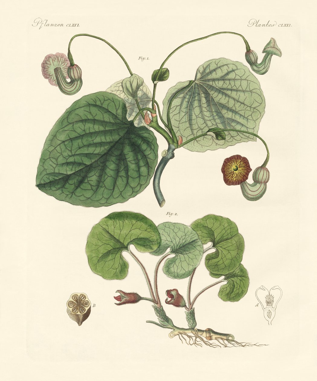 Tipi di piante di aristolochia da German School