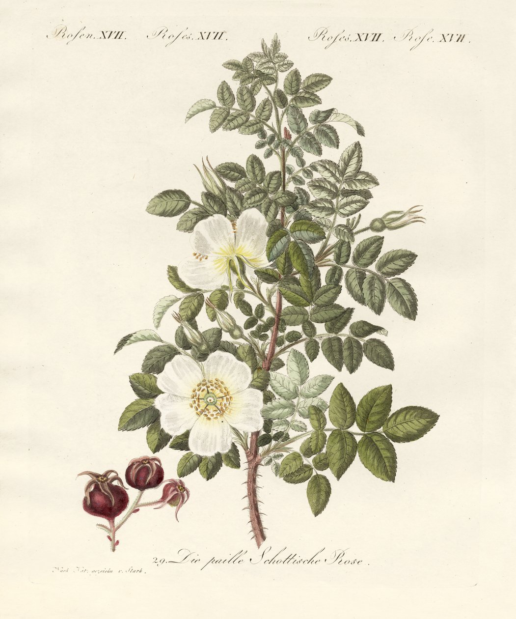 Varietà di rose da German School