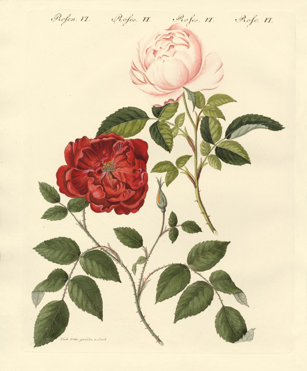 Tipi di rose da German School