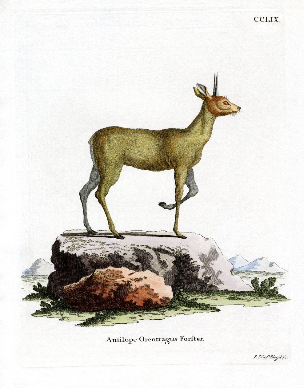 Klipspringer da German School