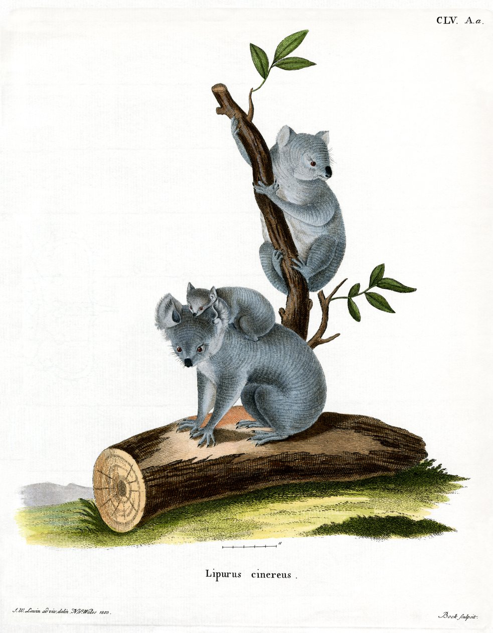 Koala da German School