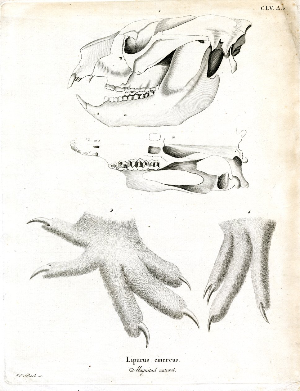 Koala da German School