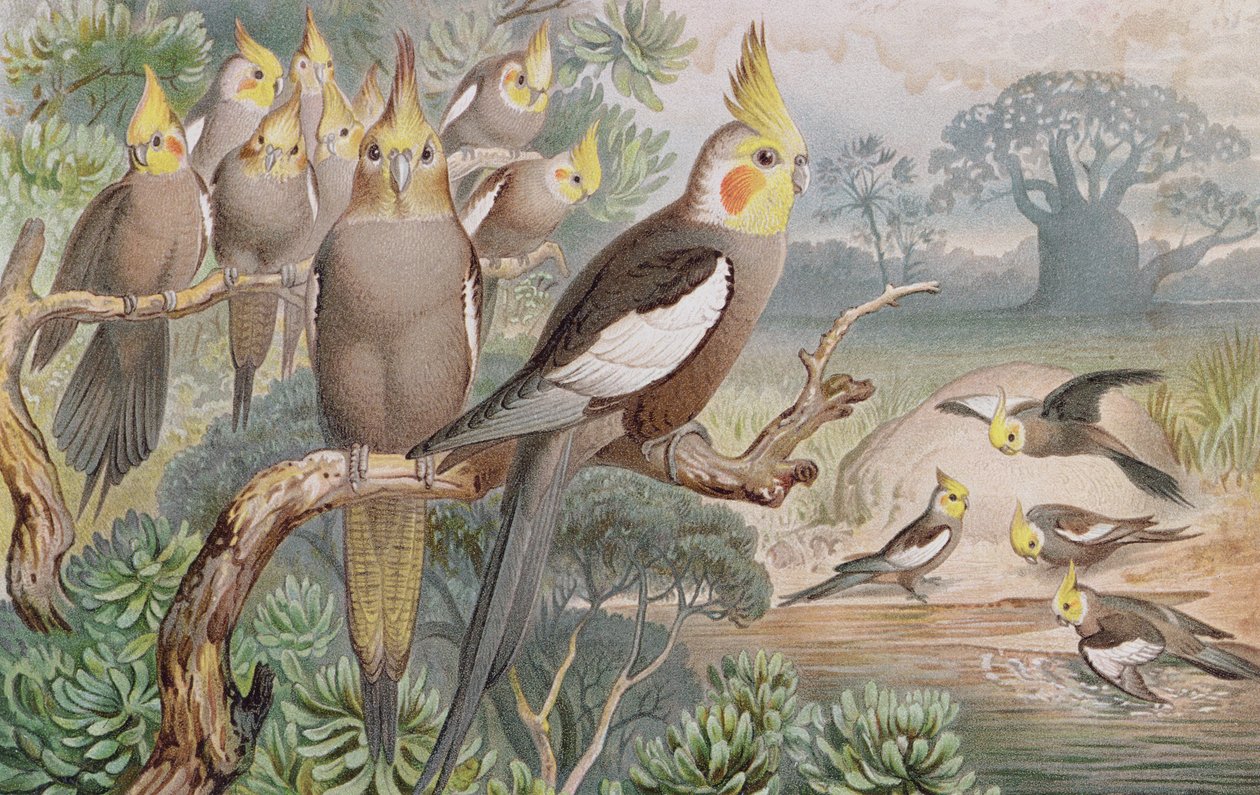 Calopsitta, tavola da Brehms Tierleben: Allgemeine Kunde des Tierreichs, vol.5, p.60, pubblicato da Bibliographisches Institut da German School