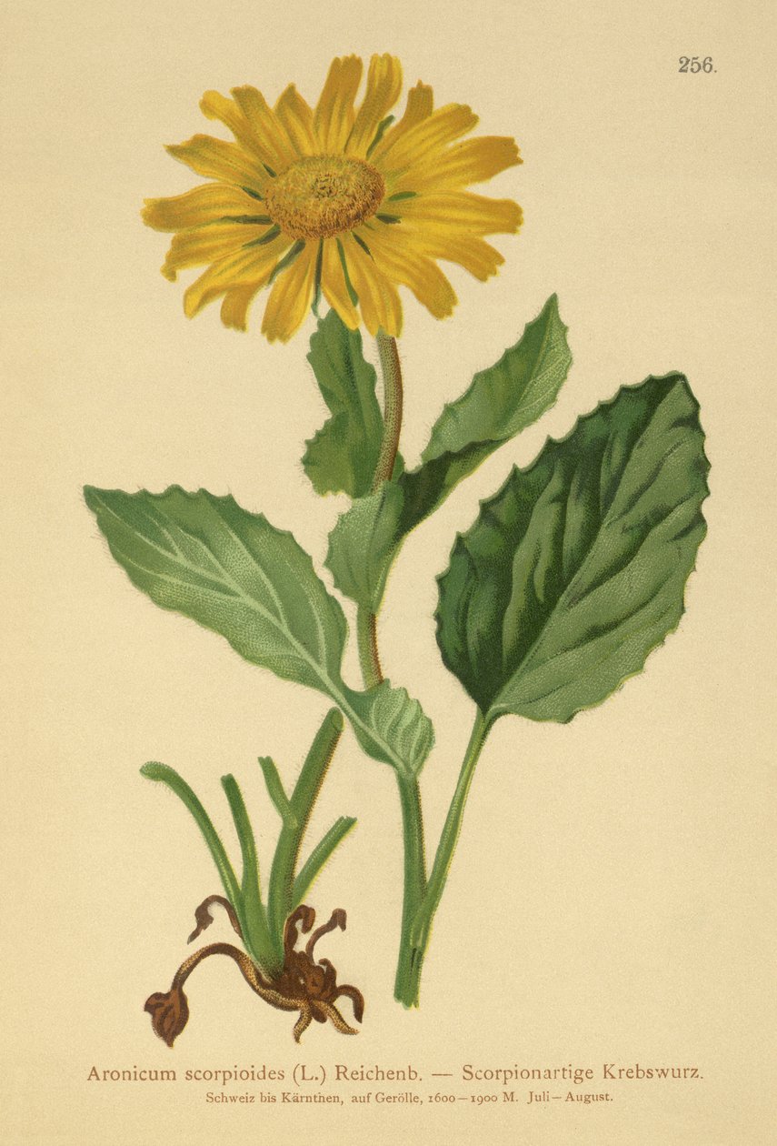 Doronicum a grandi fiori da German School