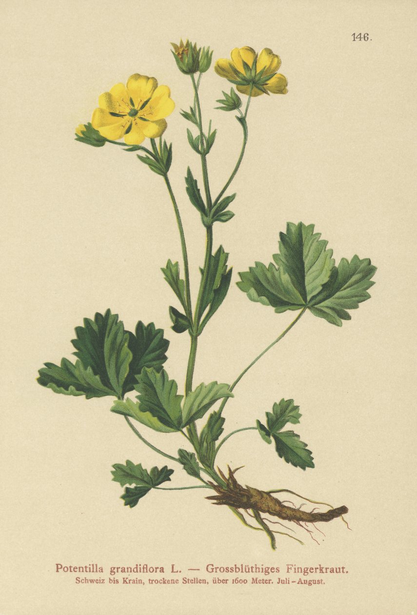Potentilla a grandi fiori (Potentilla grandiflora) da German School