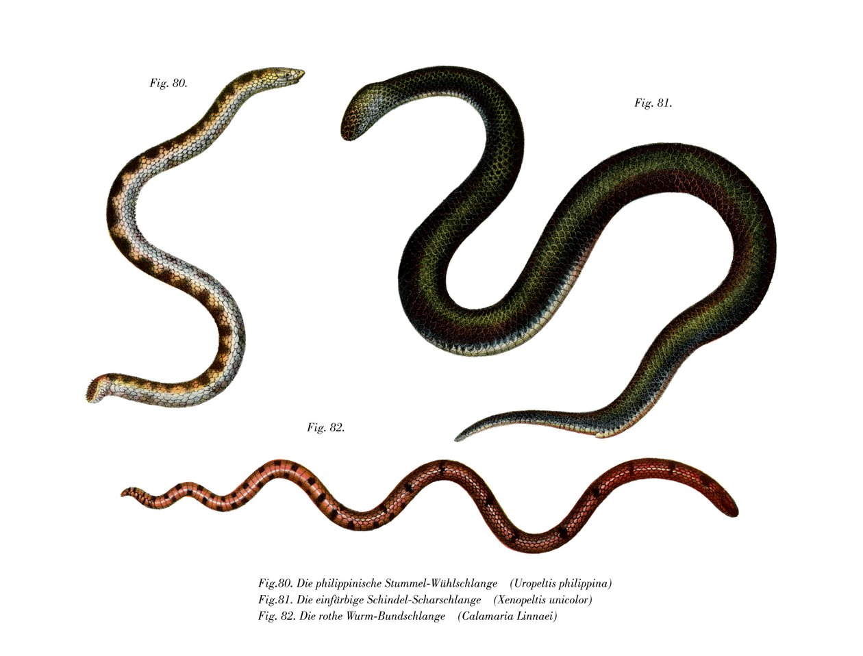 Grande serpente scudo da German School