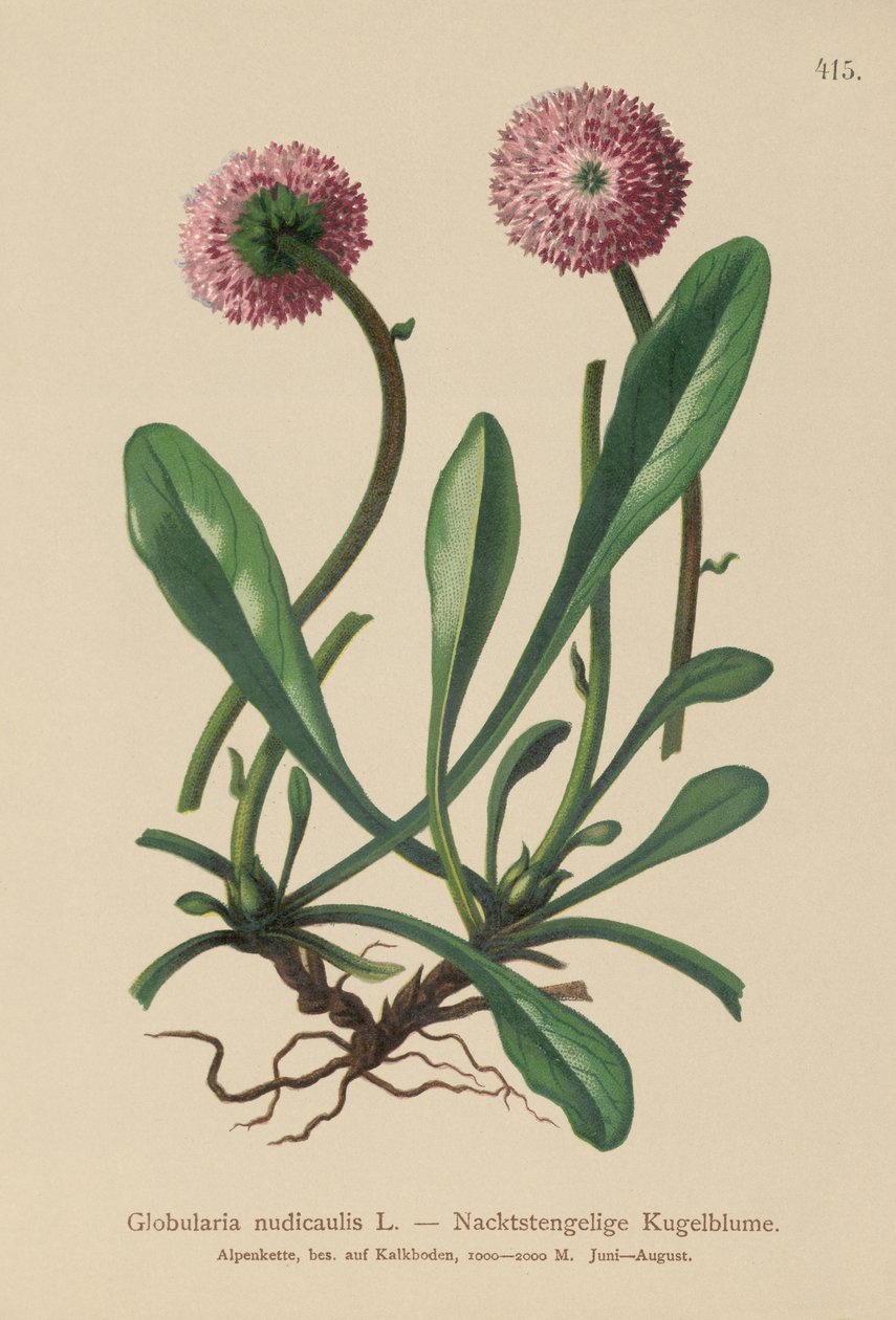 Globularia senza foglie (Globularia nudicaulis) da German School