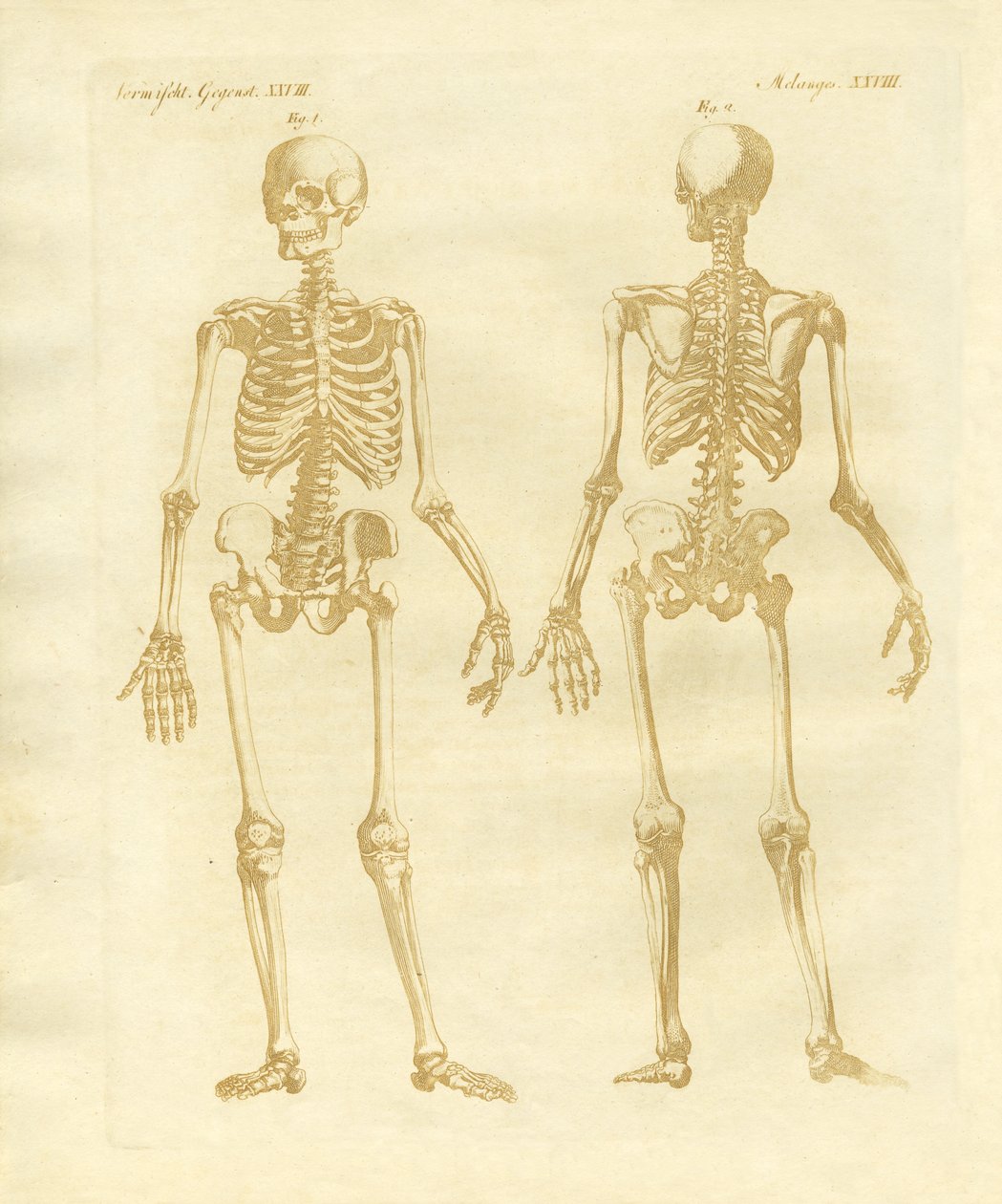Struttura delle gambe dei corpi umani da German School