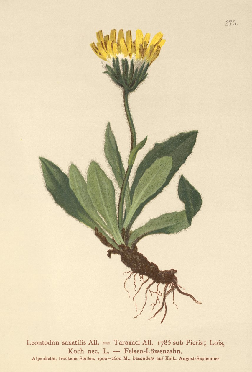 Dente di leone minore (Leontodon saxatilis, Leontodon Taraxaci) da German School