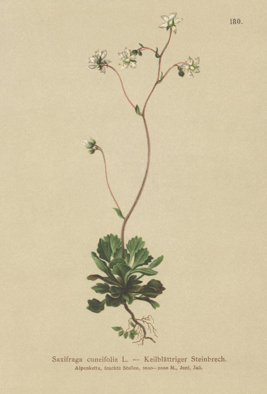 Sassifraga cuneifolia (Saxifraga cuneifolia) da German School