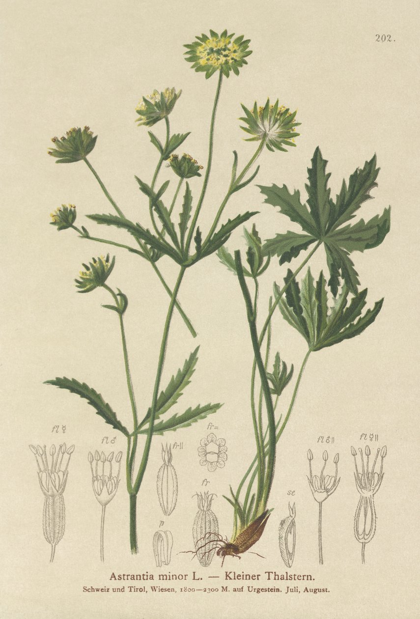Astranzia minore (Astrantia minor) da German School