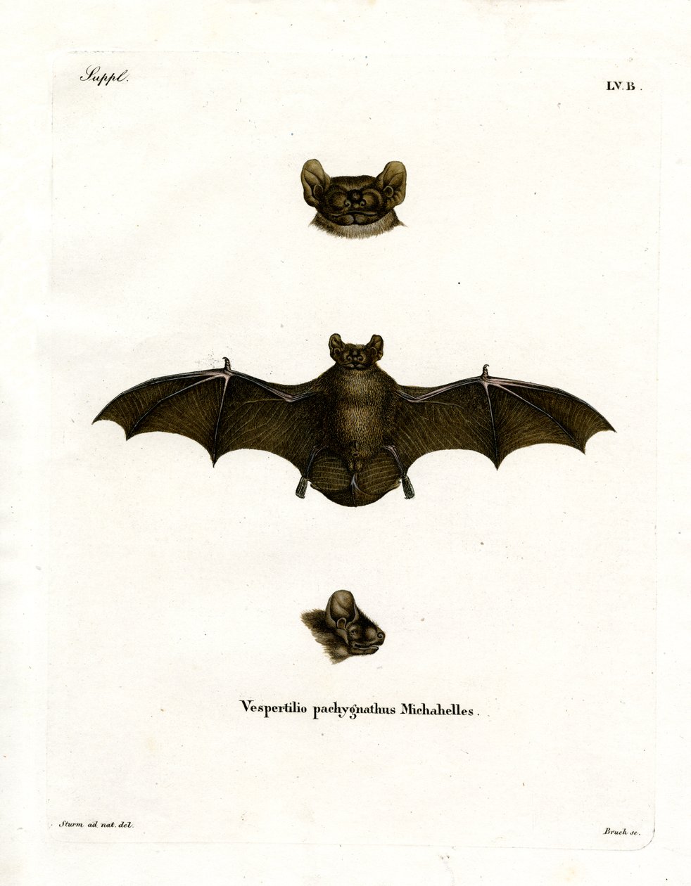 Pipistrello Notturno Minore da German School