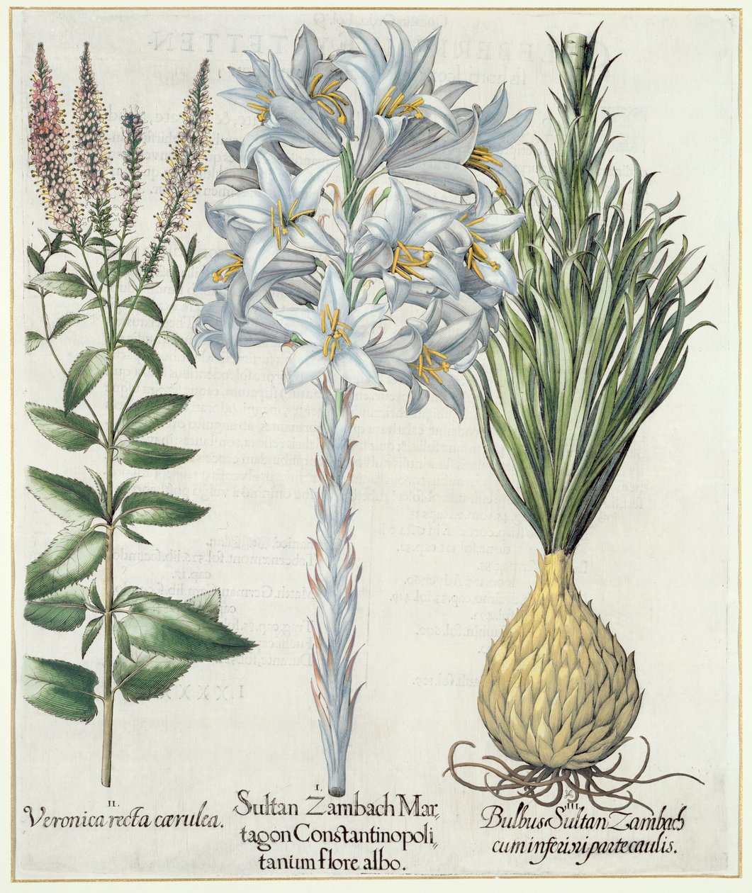 Giglio: 1.Sultano Zambach Martagon Constantinopolitanum flore albo 2.Veronica recta carnlea 3.Bulbo Sultano Zambach cuminfeunipartecaulis, da Hortus Eystettensis di Basil Besler (1561-1629), pub. 1613 da German School