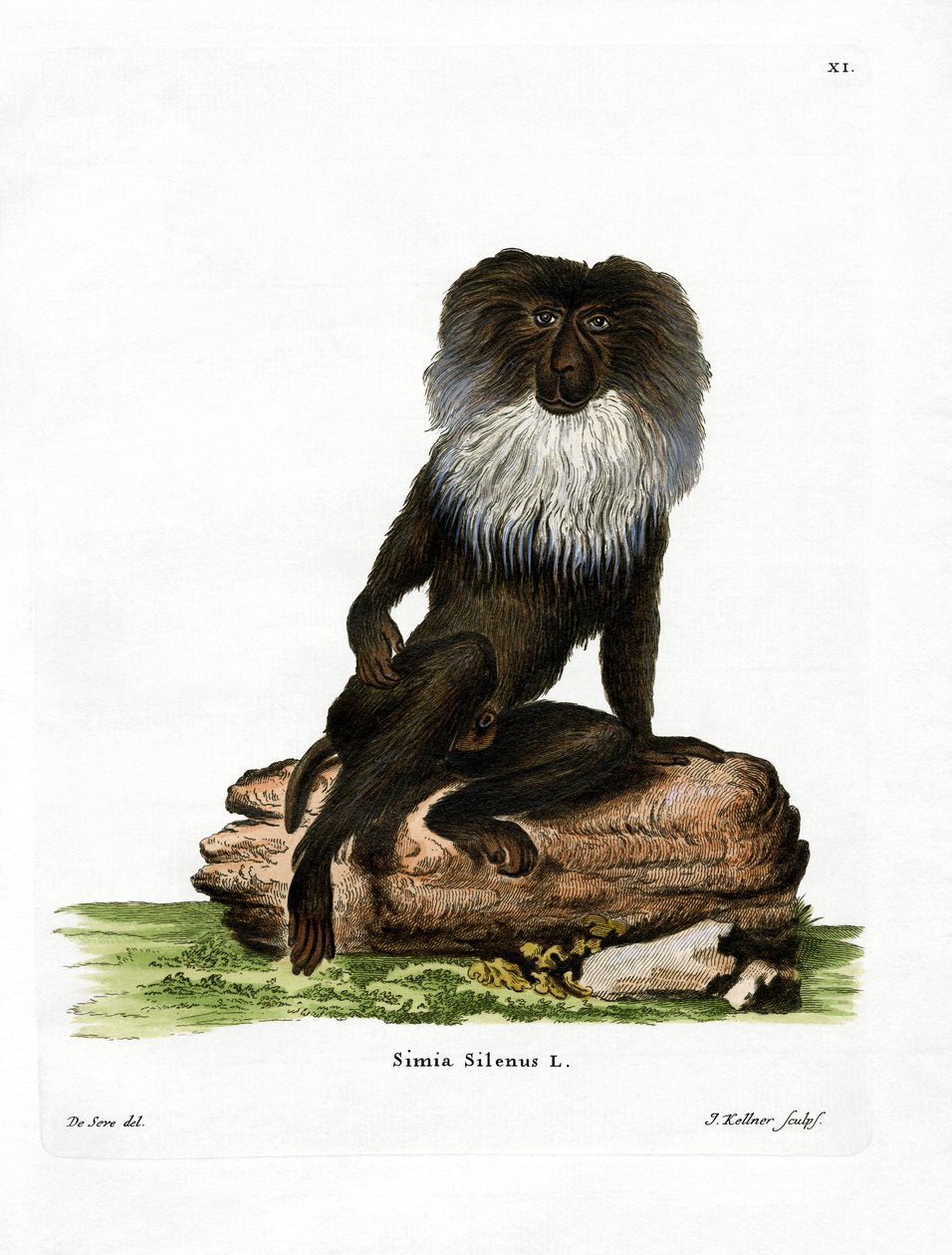 Macaco dalla coda di leone da German School