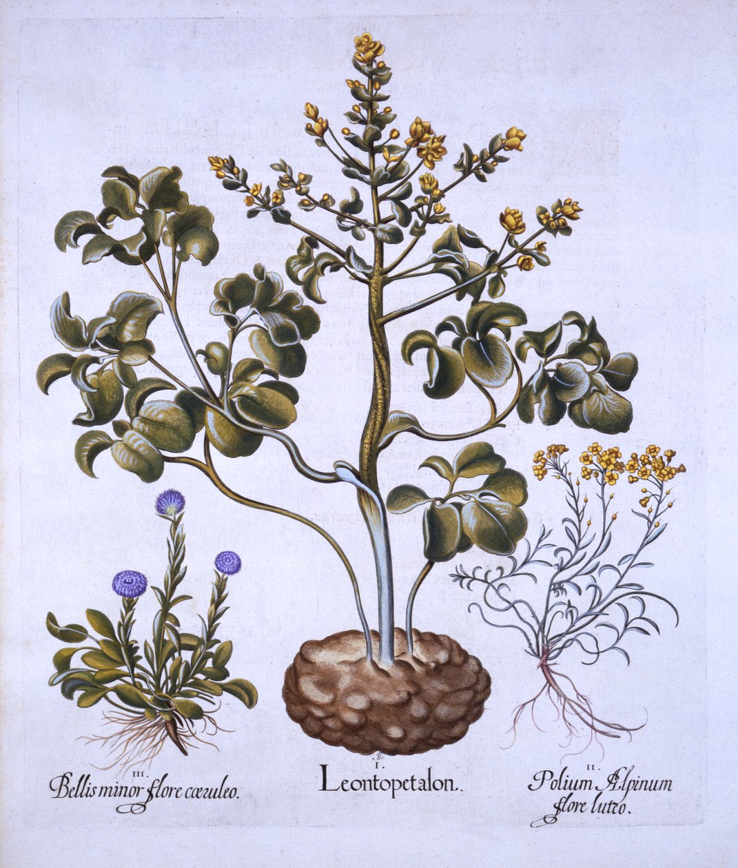 Foglia di leone e fiori alpini, da Hortus Eystettensis, di Basil Besler, pub. 1613 da German School
