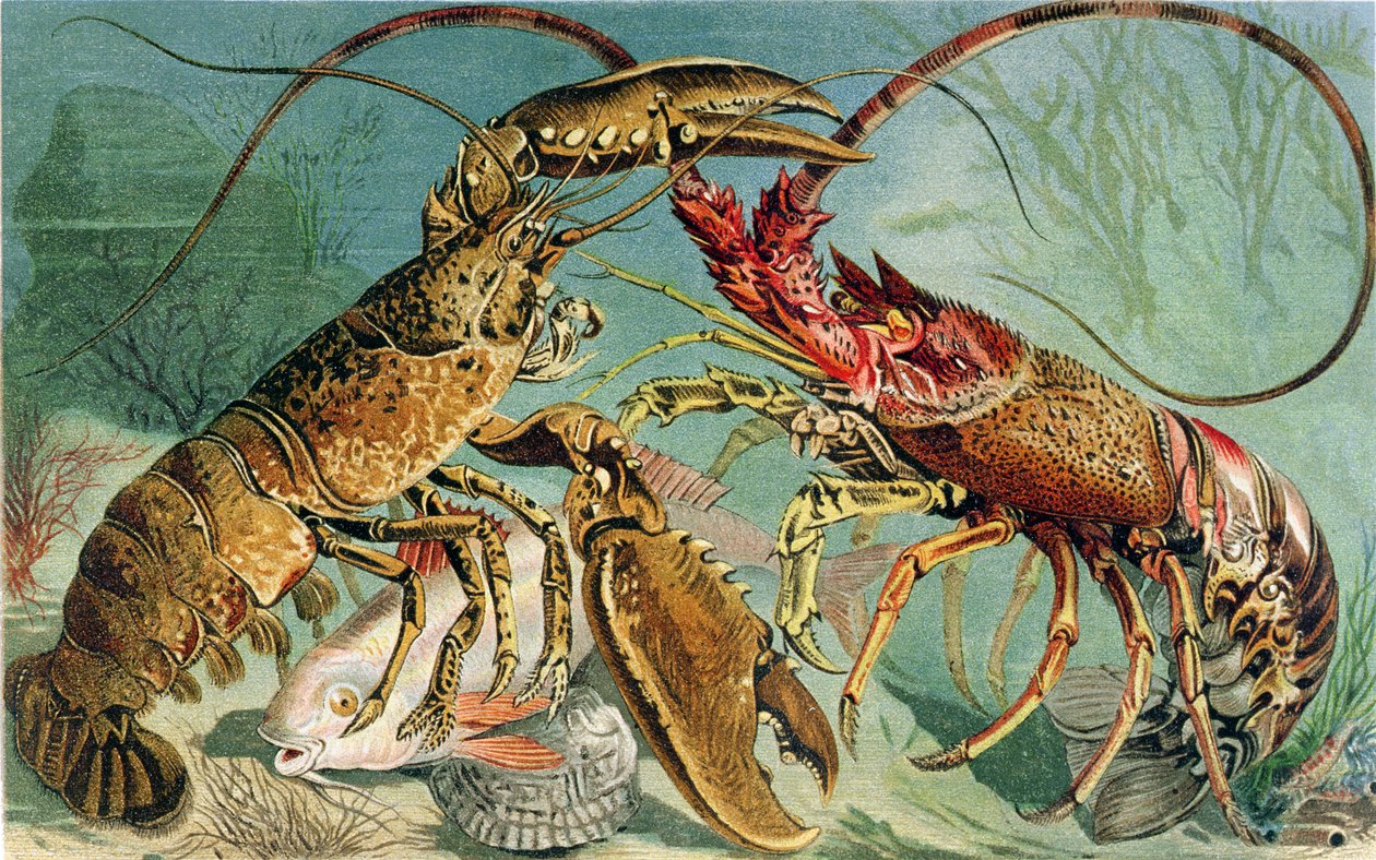 Aragosta e aragosta spinosa, tavola da Brehms Tierleben: Allgemeine Kunde des Tierreichs, vol.10, p.44, pubblicato da Bibliographisches Institut da German School