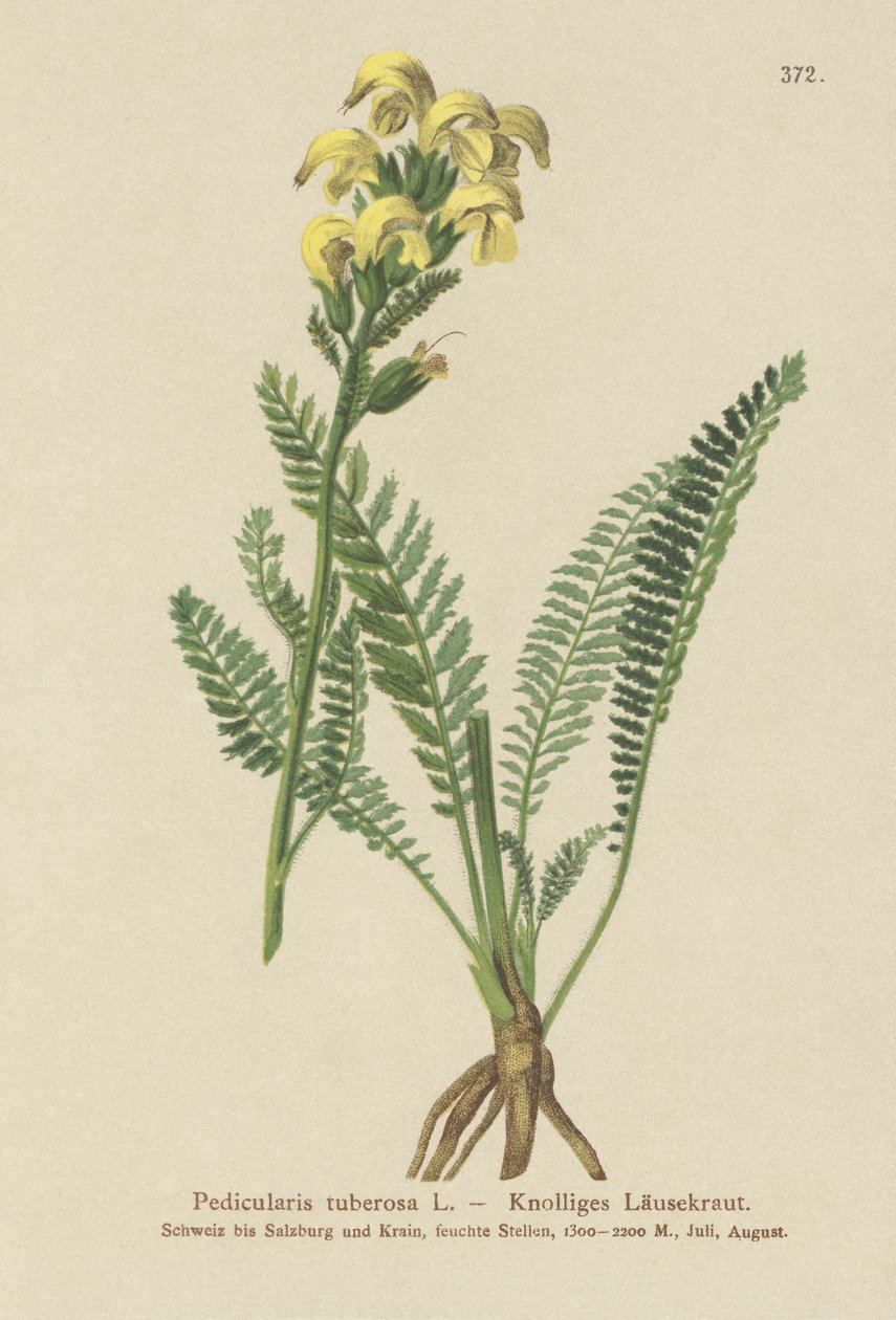 Pedicolare gialla dal lungo becco (Pedicularis tuberosa) da German School