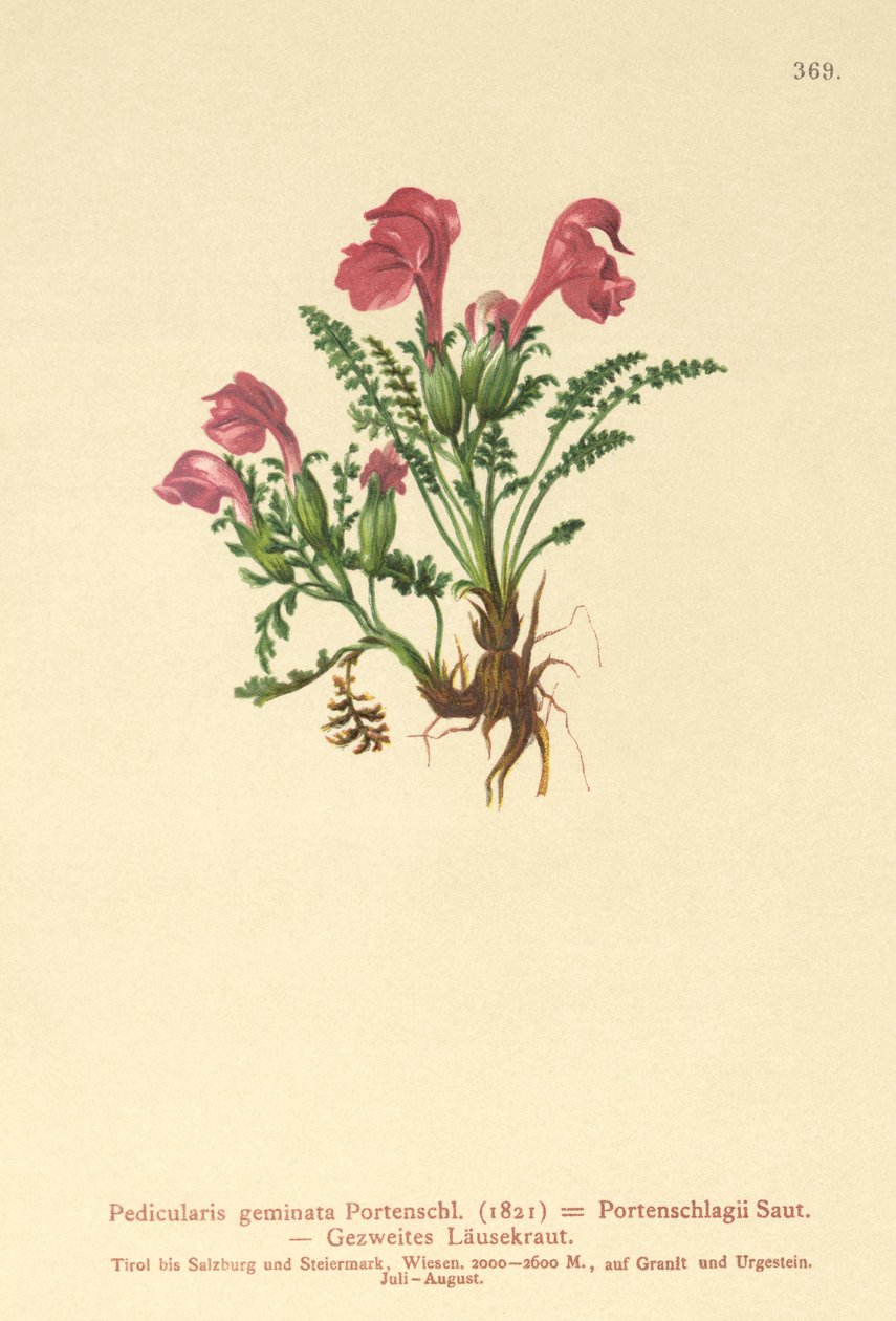 Pedicolare (Pedicularis geminata, Pedicularis Portenschlagii, Pedicularis pumila) da German School