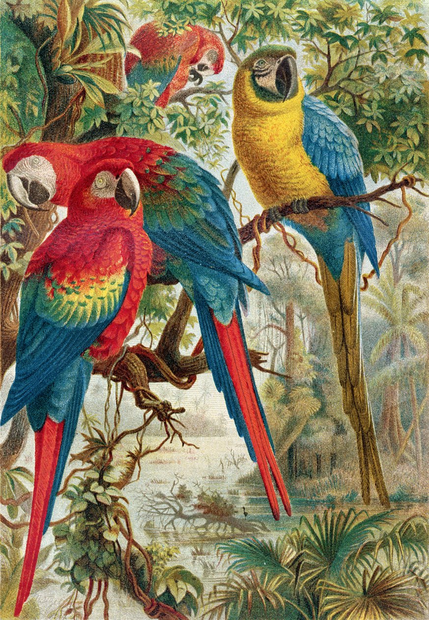 Ara, tavola da Brehms Tierleben: Allgemeine Kunde des Tierreichs, vol.5, p.60, pubblicato da Bibliographisches Institut da German School
