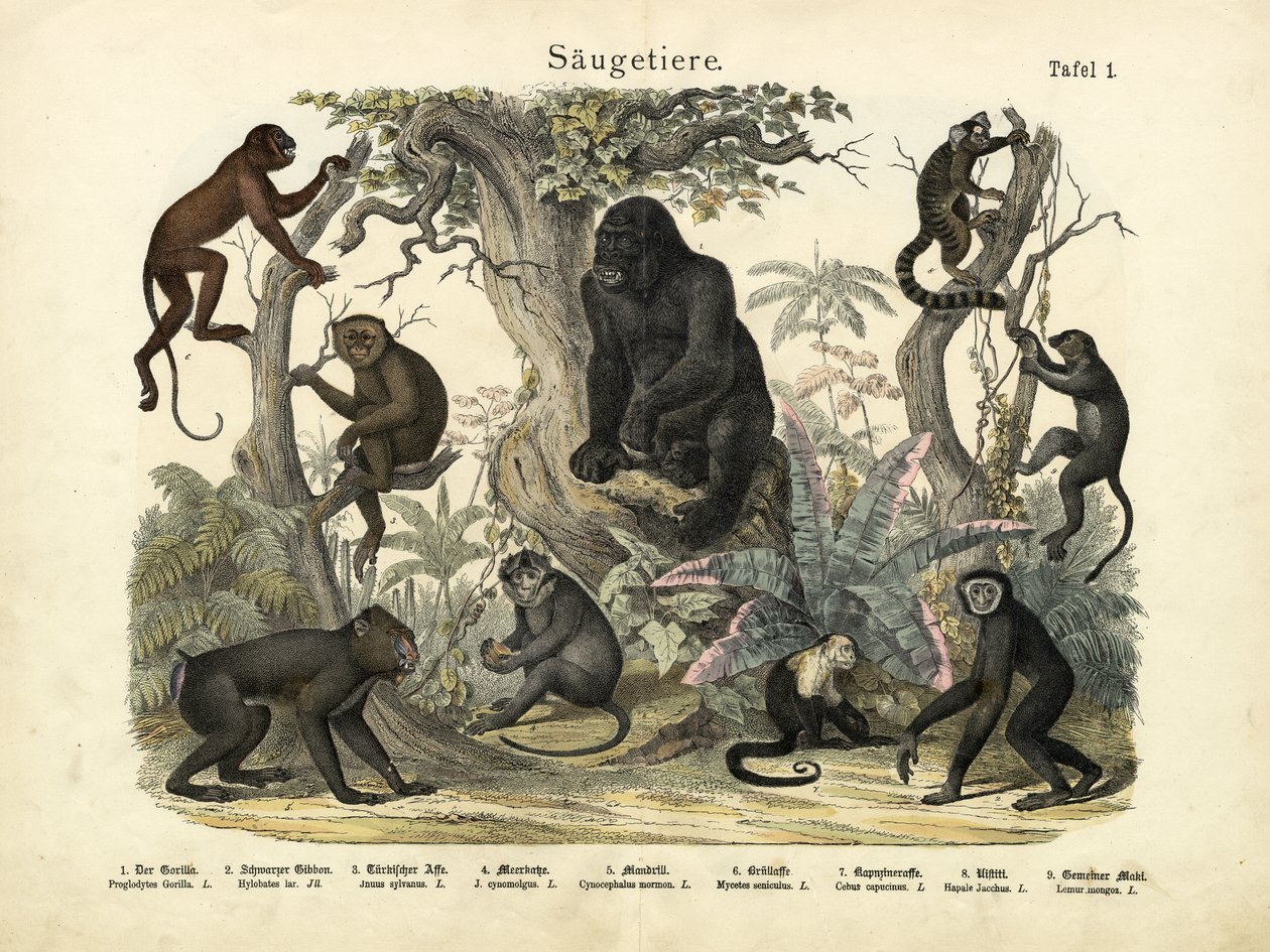 Mammiferi, c.1860 da German School