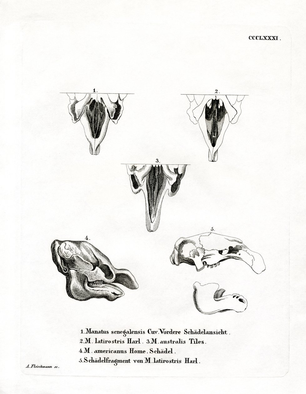 Teschi di Lamantino da German School