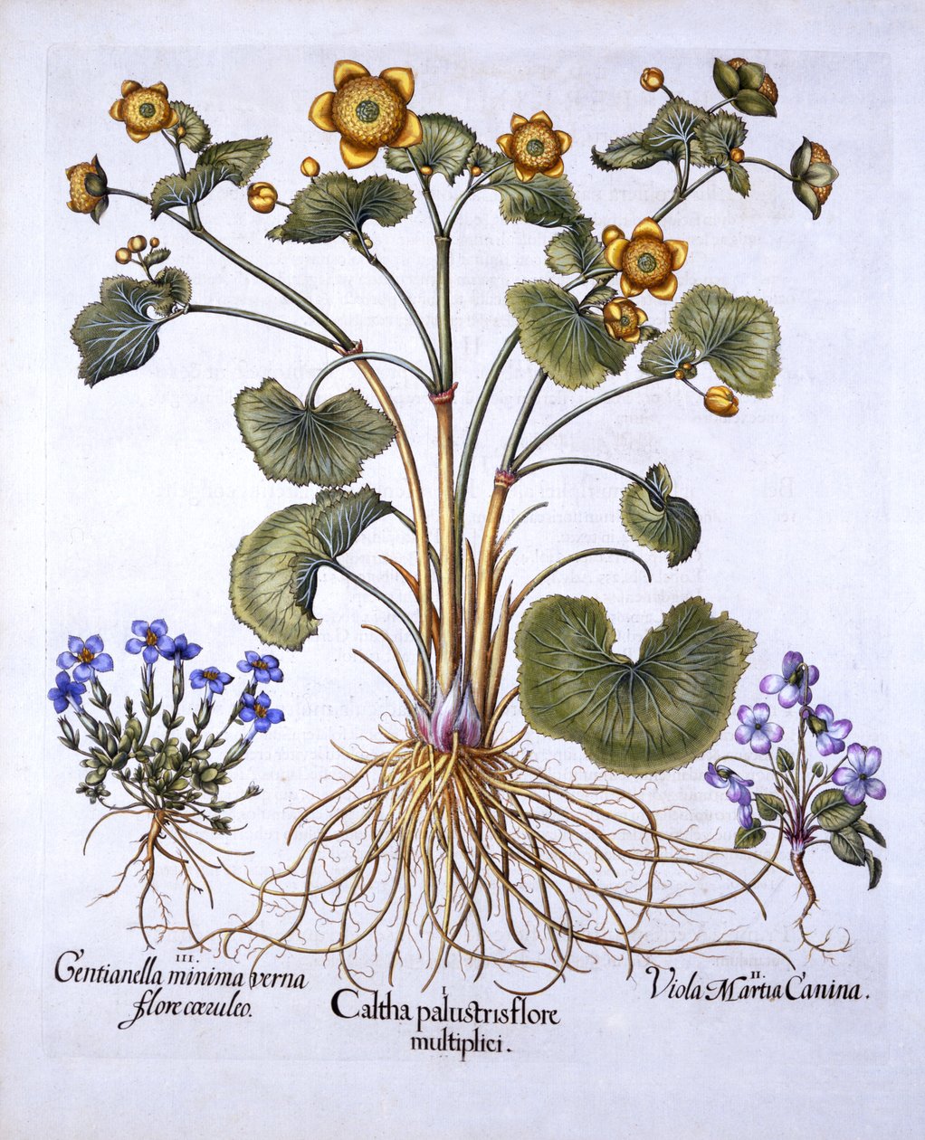 Calendula palustre, Viola di marzo e Genziana di primavera, da Hortus Eystettensis, di Basil Besler, pub. 1613 da German School