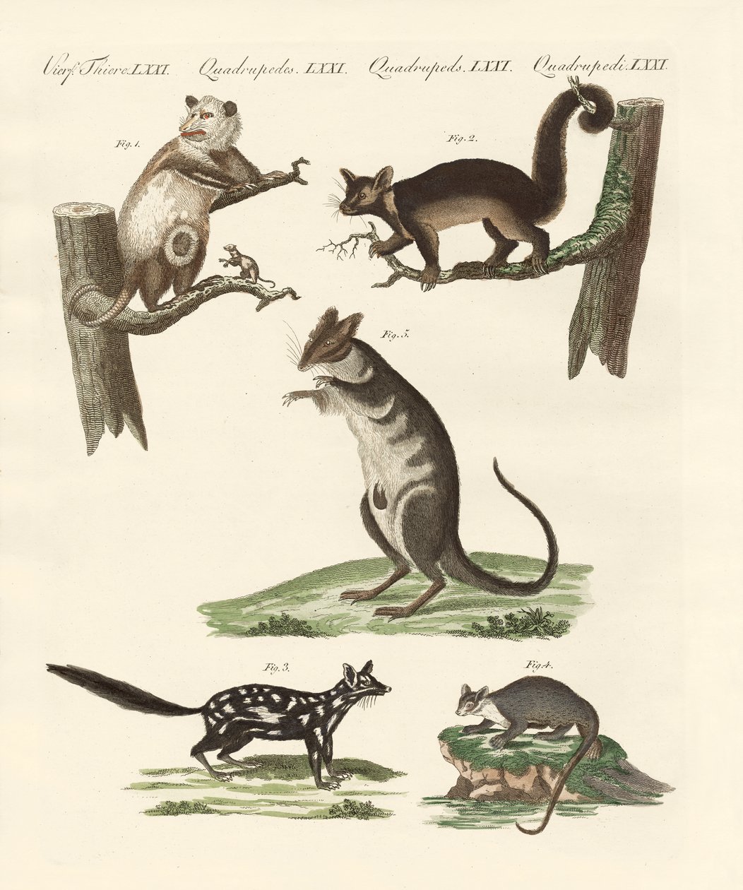 Marsupiali da German School