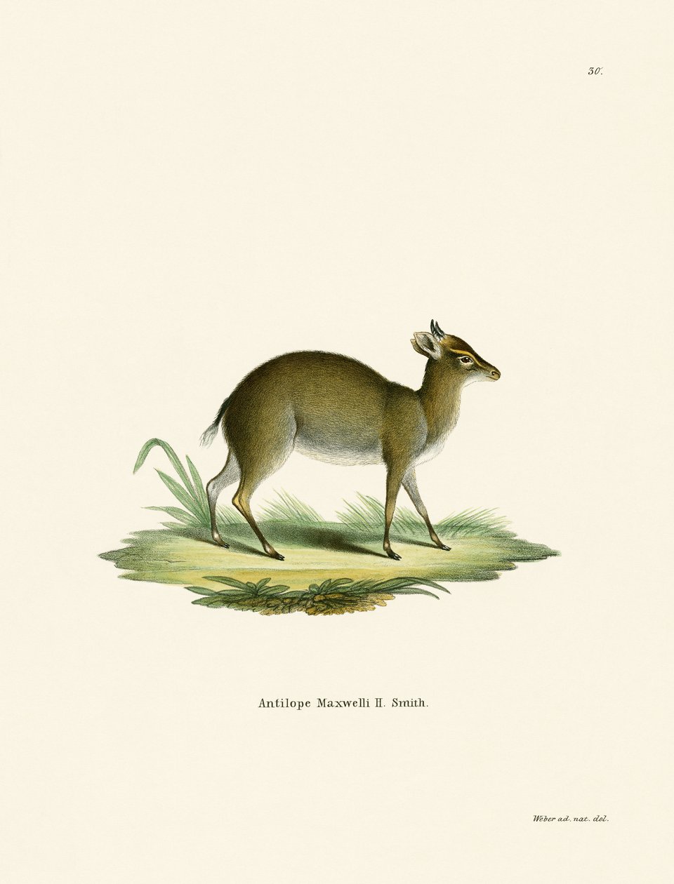 Duiker di Maxwell da German School