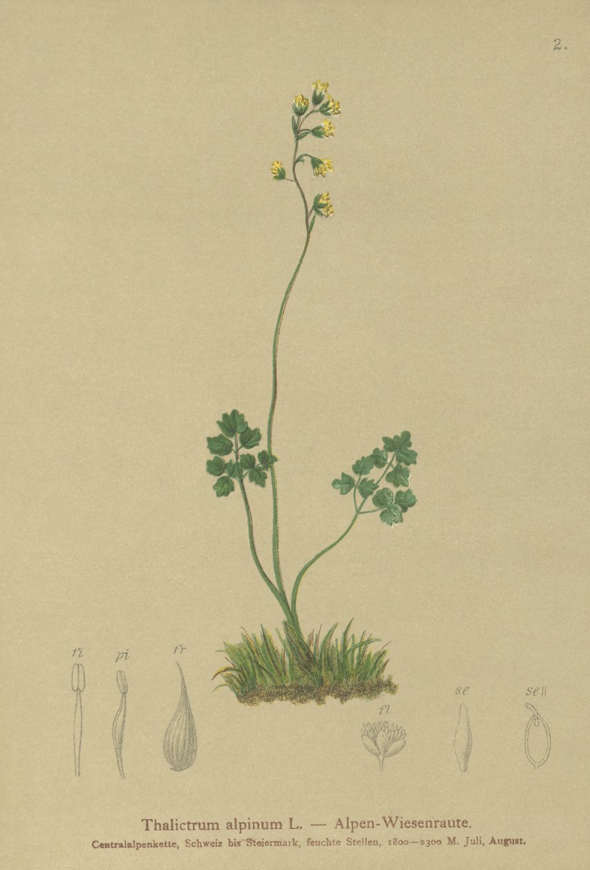 Rugiada dei prati (Thalictrum alpinum) da German School