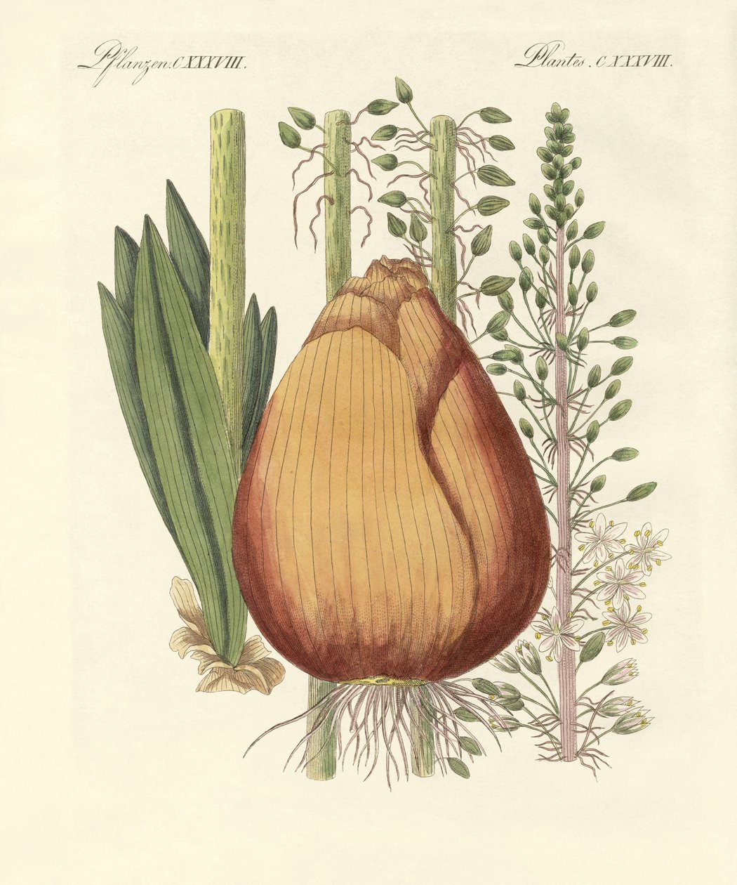 Piante medicinali (incisione colorata) da German School