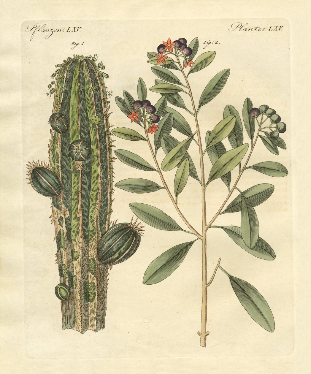 Piante medicinali da German School