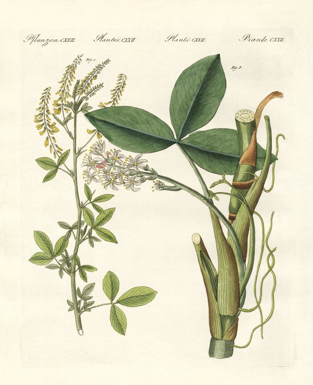 Piante medicinali da German School