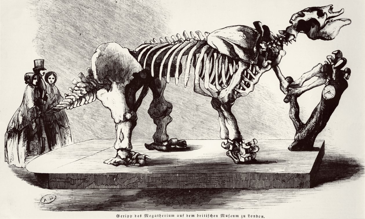 Scheletro di Megatherium al British Museum da German School